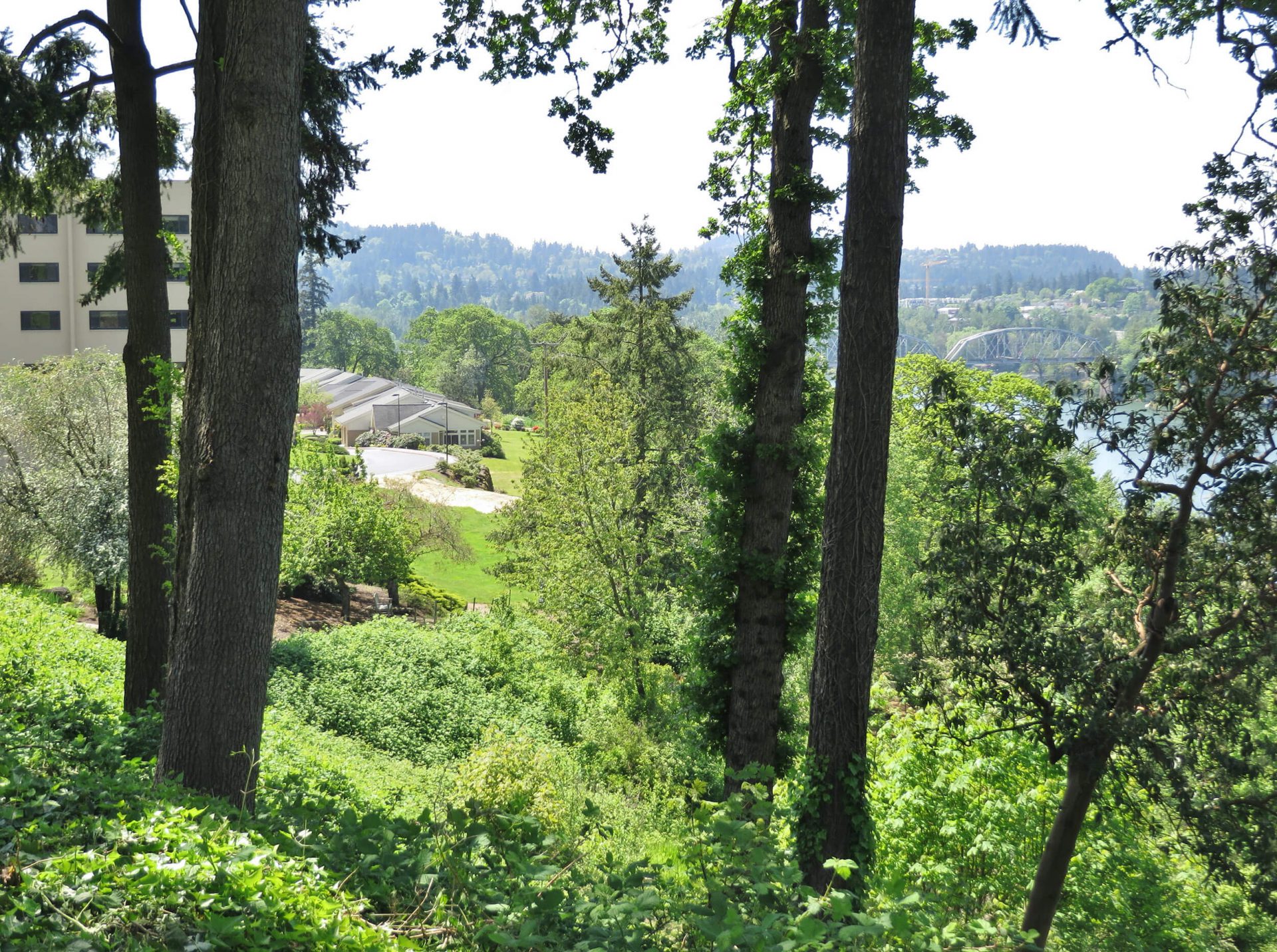 Lots of green trees are next to the Willamette River