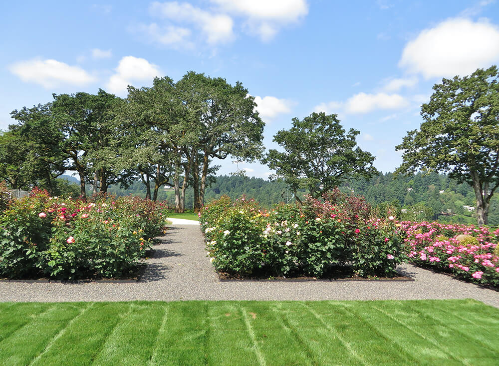 Roses in bloom in the Willamette View rose garden